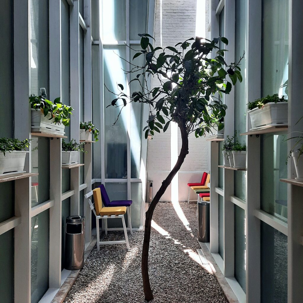a small tree in a room with a lot of windows a small tree in a room with a lot of windows